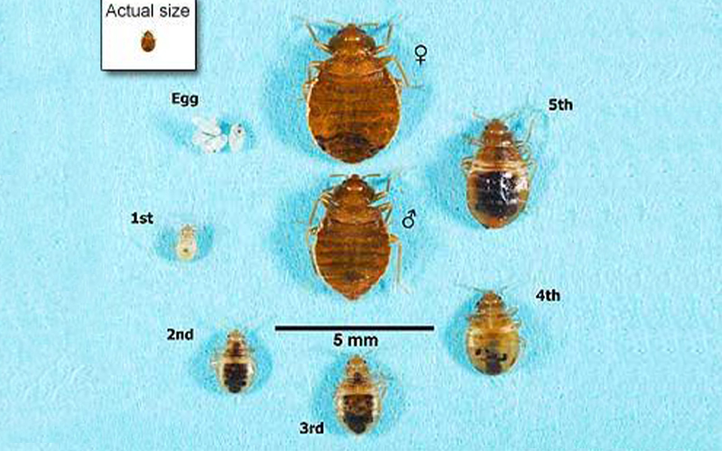 Cycle de vie et tailles des punaises de lit