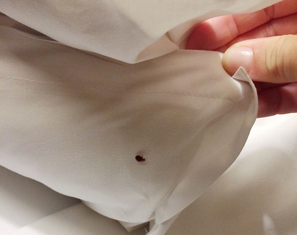 Where bedbugs hide ?