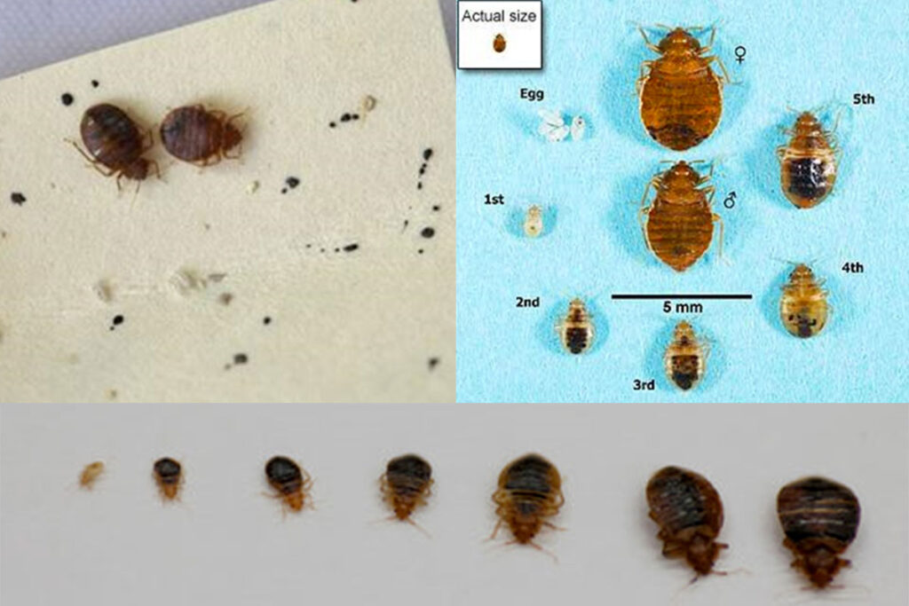 How to recognise a bedbug