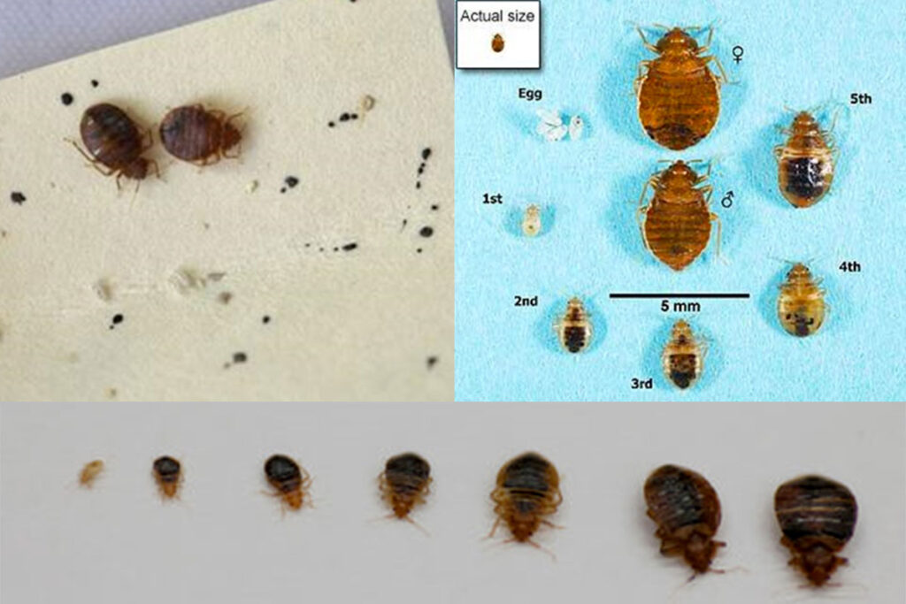 Punaises de lit : comment prévenir une infestation ou s'en débarrasser ?