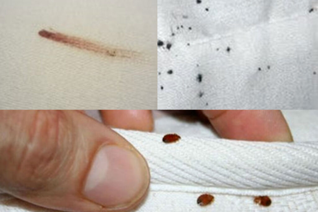 Detecting bedbugs in the home
