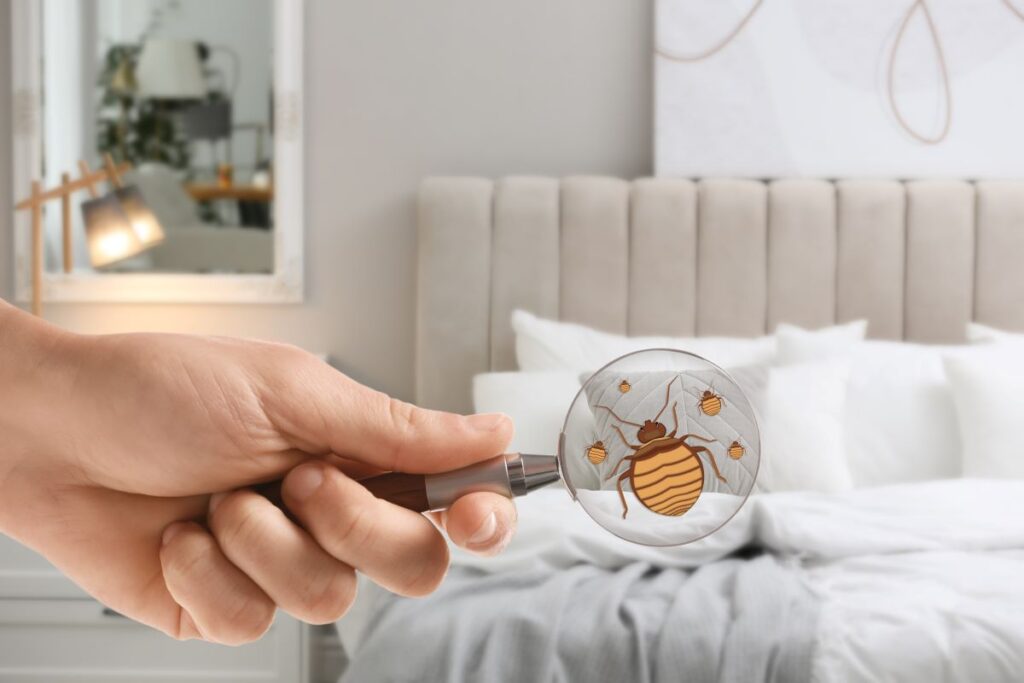How to detect the presence of bedbugs