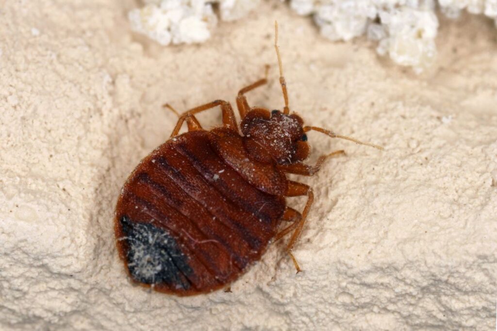 Eliminating bedbugs with diatomaceous earth powder