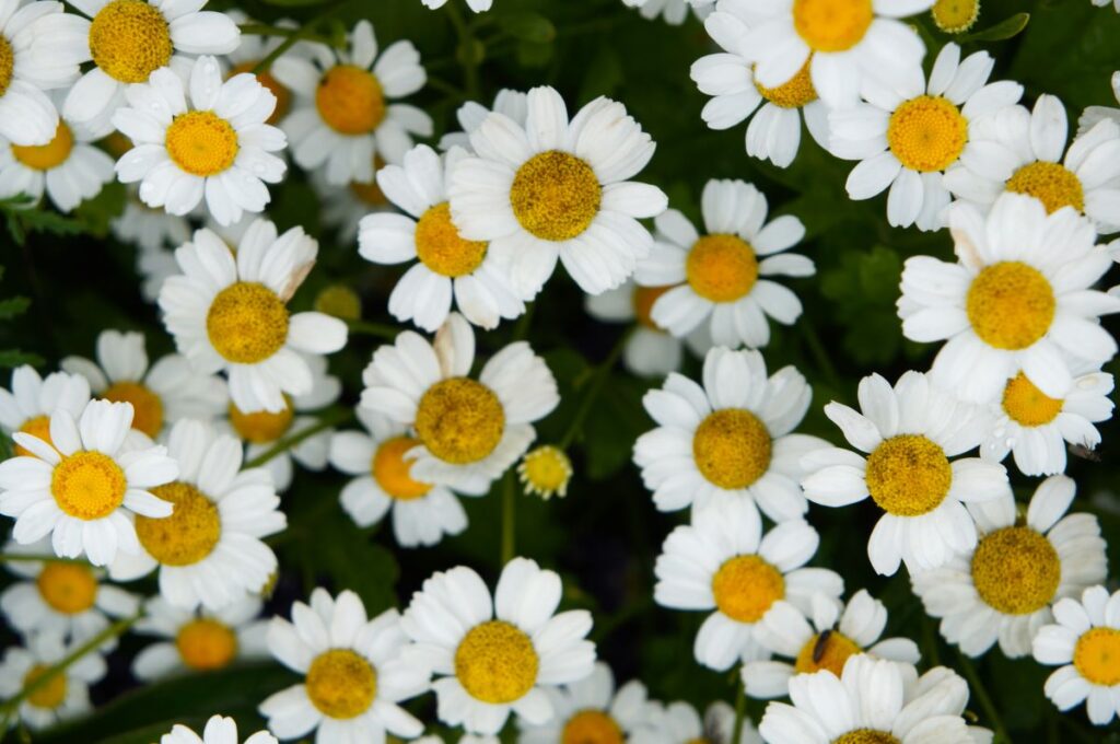 Natürliches Insektizid gegen Bettwanzen