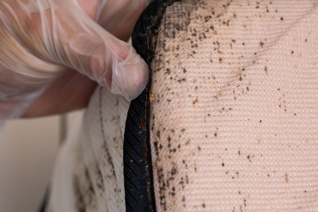 Inspecting mattresses for bedbugs