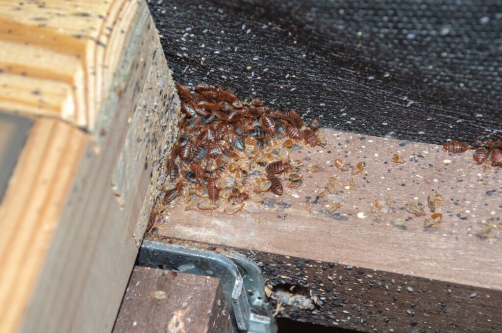 Bedbug infestation in low-income housing estates : what should you do?