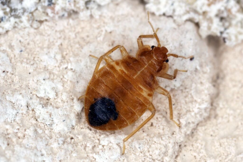 How to recognise a bedbug