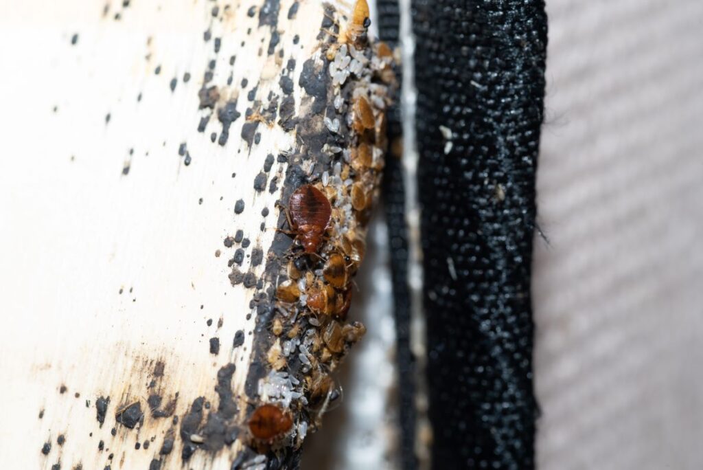 Signs of bedbugs in the home