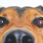 detection punaise de lit chien