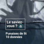 Tout savoir sur les punaises de lit