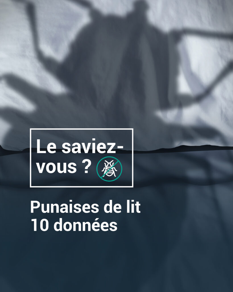 Tout savoir sur les punaises de lit