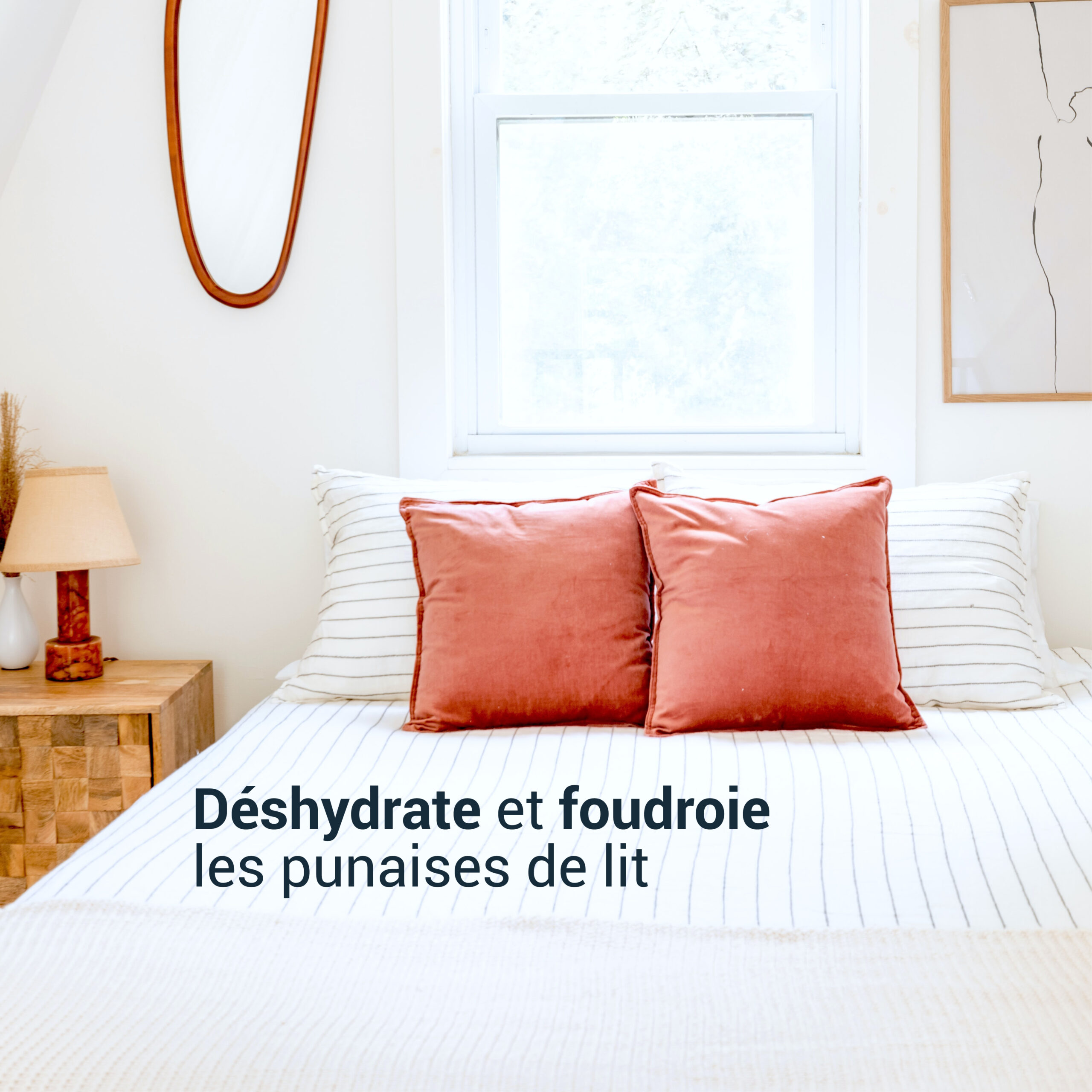 image_diatomee-400ml_3 Terre de diatomée: déshydrate et foudroie les punaises de lit