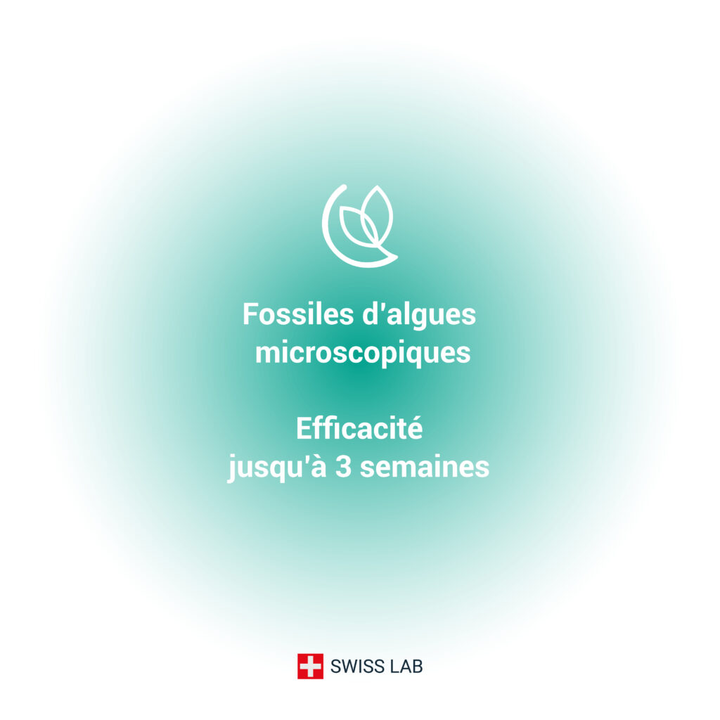 Terre de diatomée fossiles d'algues microscopiques