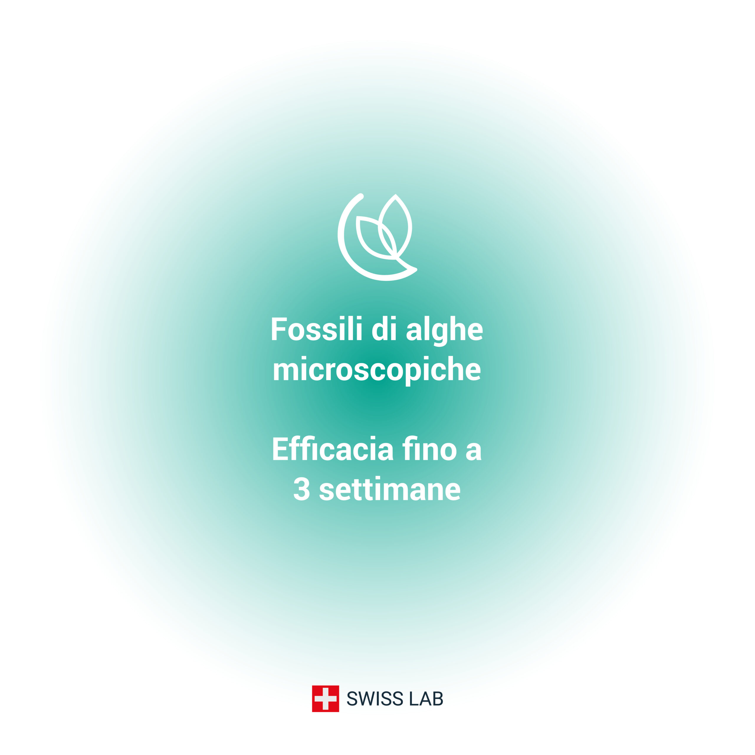 Terra di Diatomee fossili di alghe microscopiche