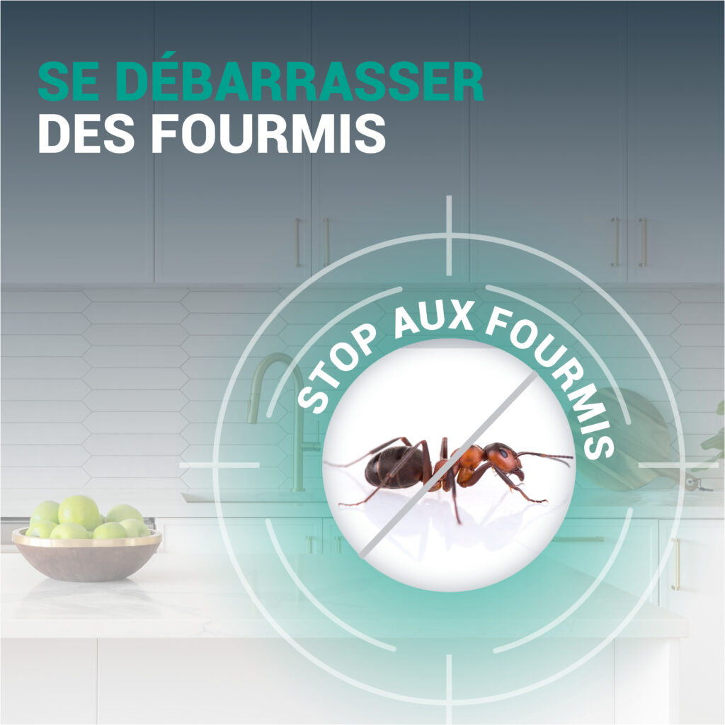 TERRE DE DIATOMÉE MENTHE Fourmis