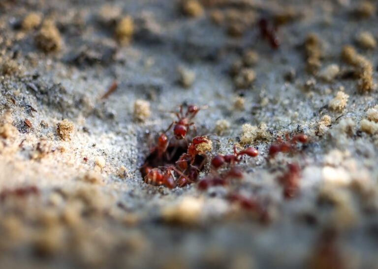 Comment trouver et se débarrasser d’un nid des fourmis ? Serenid® — free download