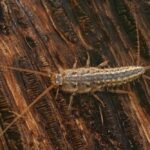 insecte poisson d'argent