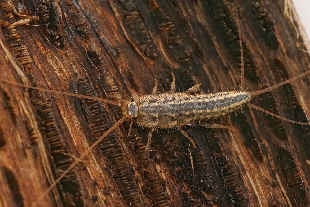 insecte poisson d'argent