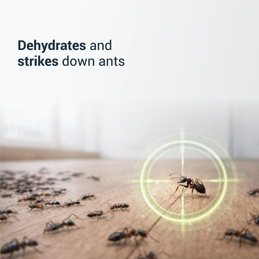 DIATOMACEOUS EARTH MINT Ants