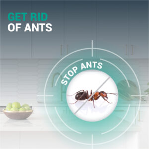 DIATOMACEOUS EARTH MINT Ants - Image 4