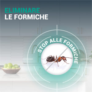 TERRA DI DIATOMEE alla MENTA Formiche - immagine 4
