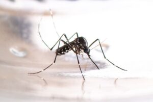 Zanza Insect Larve di zanzara: come riconoscerle ed eliminarle in modo efficace ...