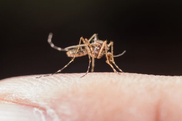 Zanza Insect Larve di zanzara: come riconoscerle ed eliminarle in modo efficace ...